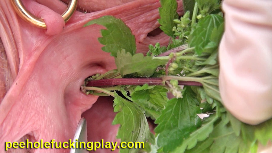 Girl torture herself fucking in peehole with stinging nettles